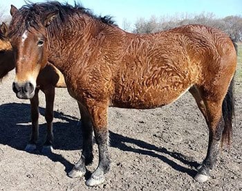 curly horse rescue