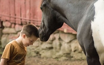 dorset equine rescue vermont