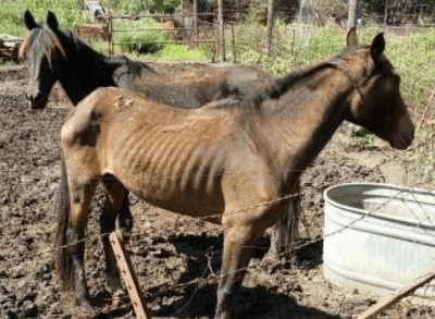 Double R Horse Rescue