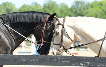 Dreamcatcher horse rescue