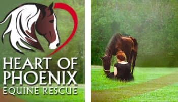 horse rescue corner