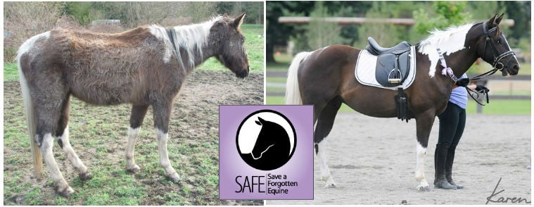 SAFE Horse Rescue - Washington