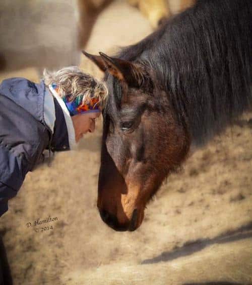 Western Montana Equine Rescue and Rehabilitation