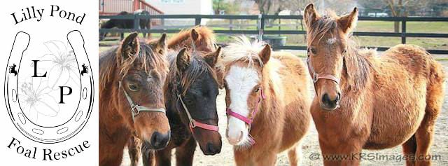 lily pond foal rescue