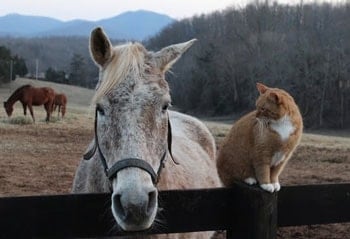 Hopes Legacy horse rescue