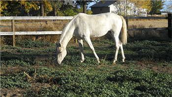 iberian horse rescue