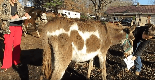 Ivy the donkey