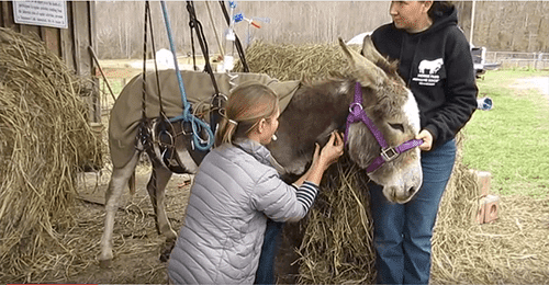 Ivy the donkey