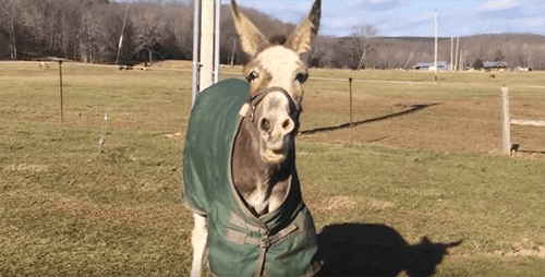 Ivy the donkey