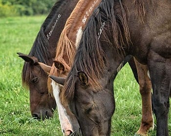 horse rescue illinois