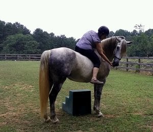 lipizzan horse rescue