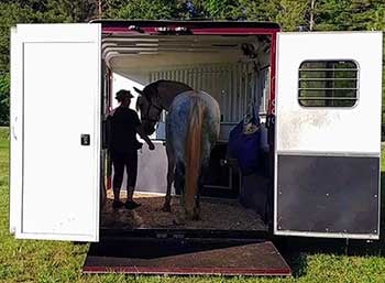 lipizzan horse rescue