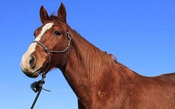 horse rescue tennessee