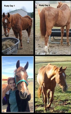 horse rescue michigan