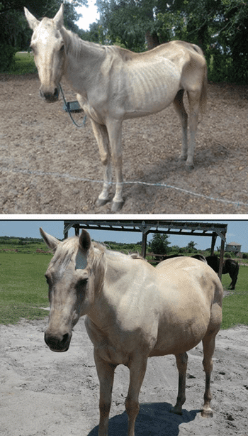 sixteen hands horse rescue