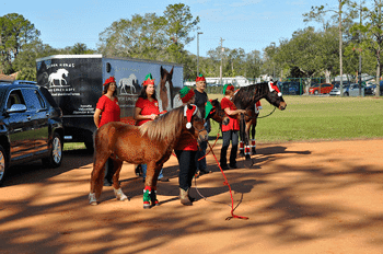 sixteen hands horse rescue