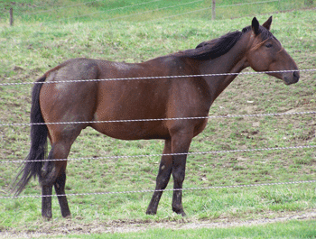 Wyandot County Equine Rescue Ohio