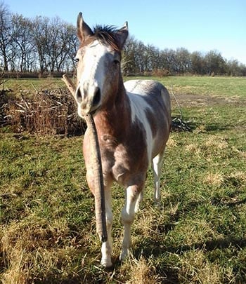 horse rescue kansas