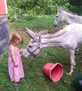 lost and found horse rescue