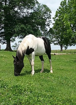 horse rescue missouri