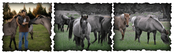 equine outreach-oregon