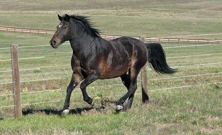 Front Range Equine Rescue