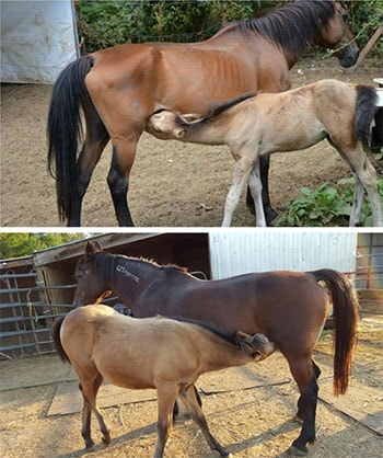 horse rescue oregon