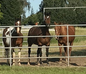 horse rescue nevada