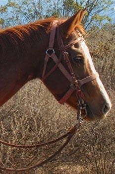 fahnestock ranch