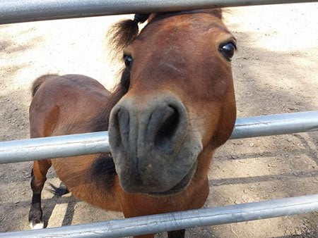 Sunrise Equine Rescue