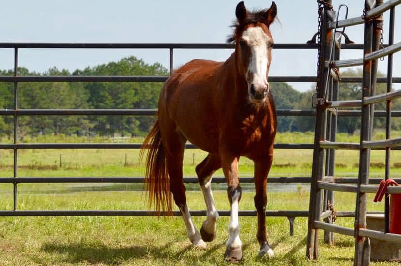 wild horse rescue center