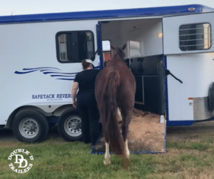 A horse loading onto the side ramp of a Double D bumper pull horse trailer