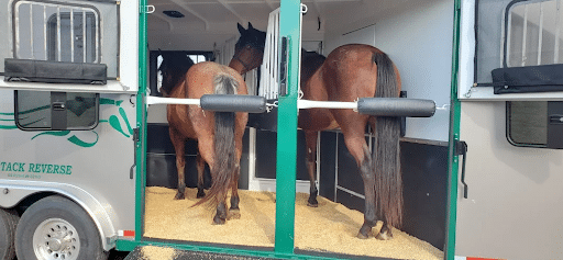 Draft horses in a reverse load horse trailer 