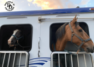 Horses being safely transported in a compliant Double D horse trailer.