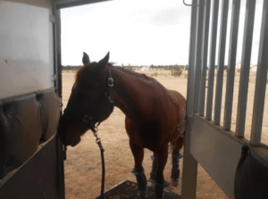 Horse loading onto the side ramp of a trailer 