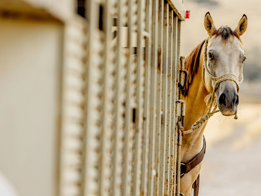 Aluminum horse trailer material 