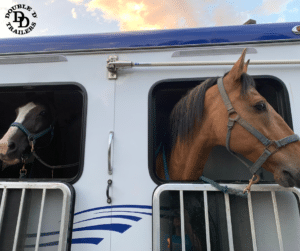 Horses in a Double D Trailer