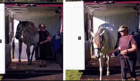 A horse loading off the rear ramp of a Double D horse trailer.