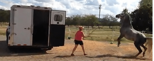 Anxious horse rearing at horse trailer 