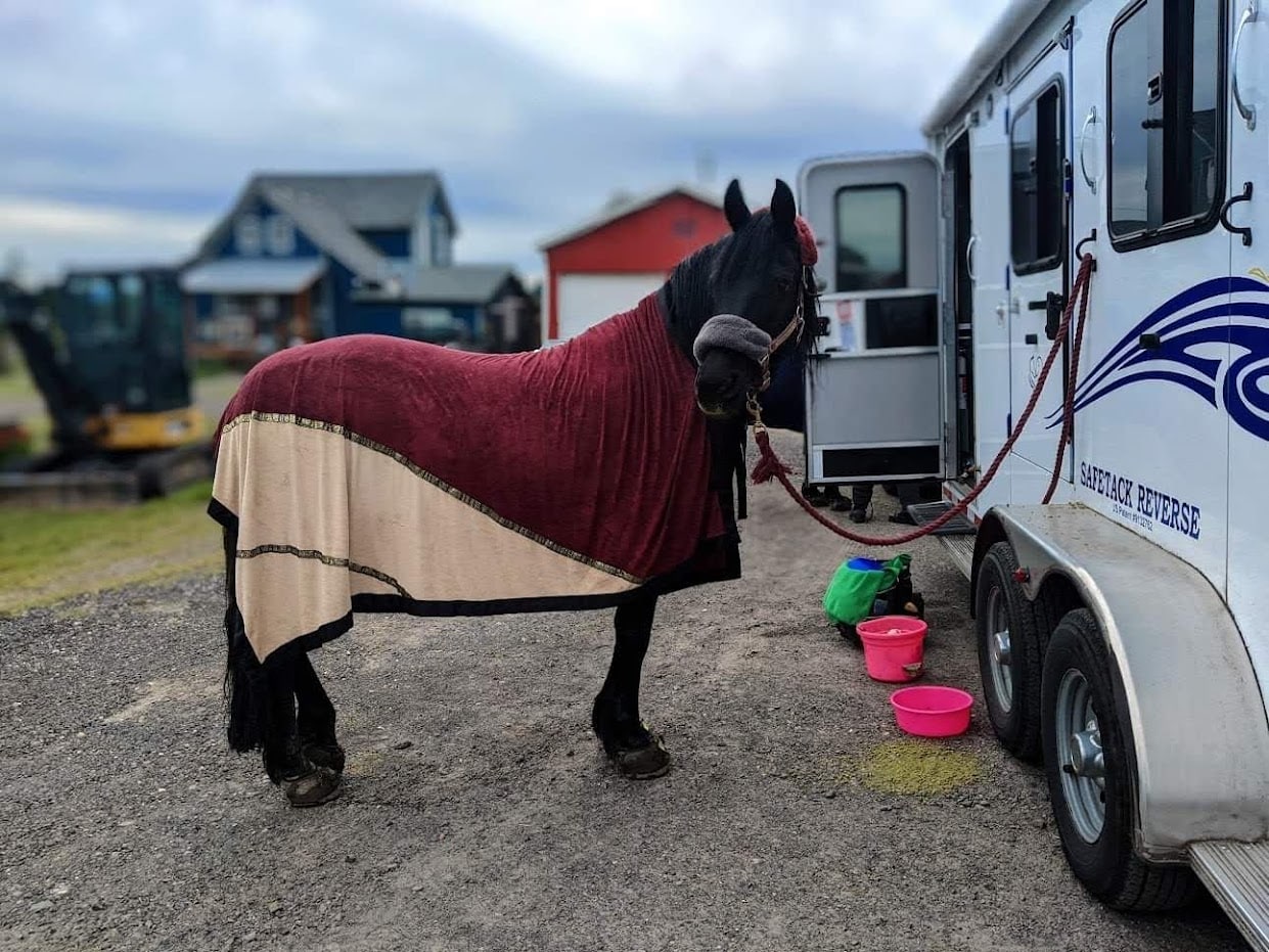 Horse standing calmly beside a Double D Trailer before a long-distance trip