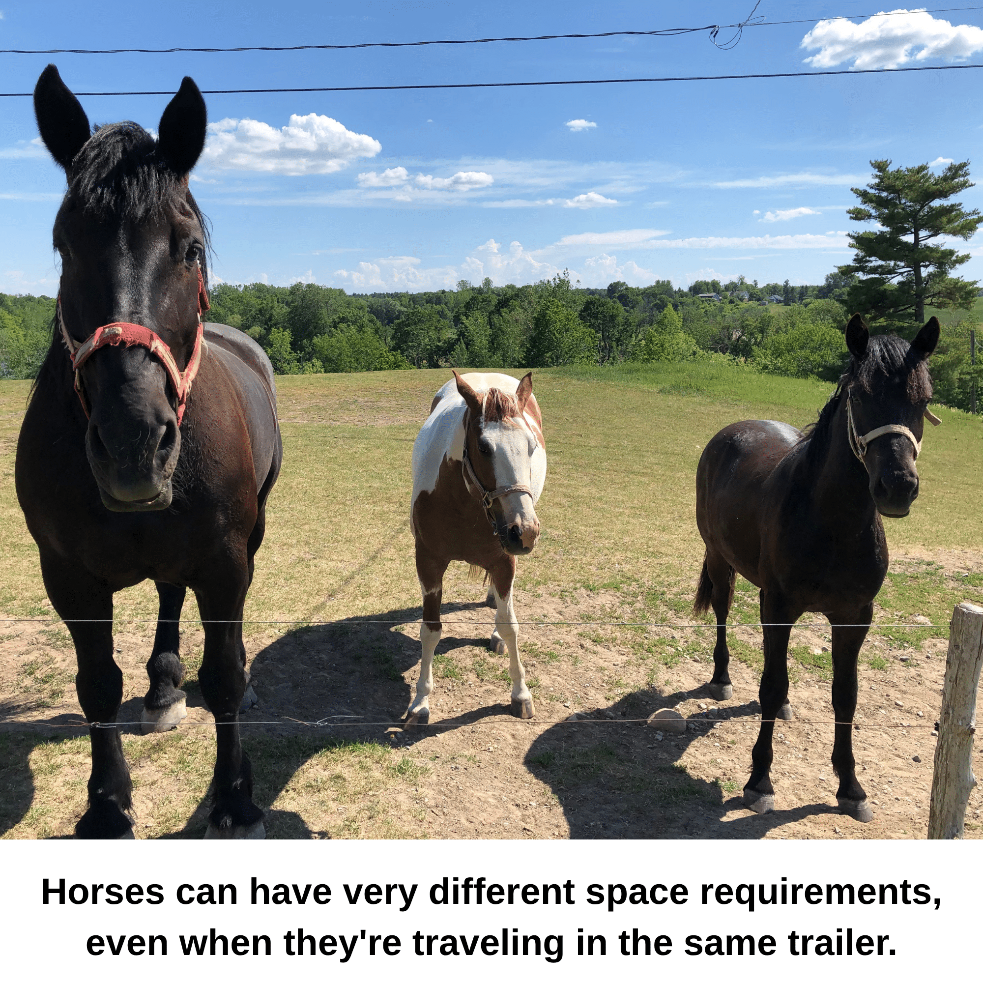 Different size horses Different size horses