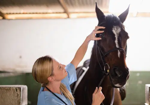 equine vet equine vet