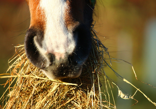 horse eating hay horse eating hay