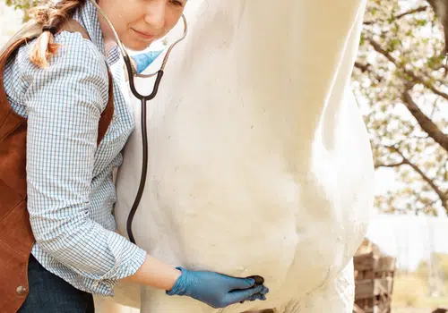 vet equestrian vet equestrian